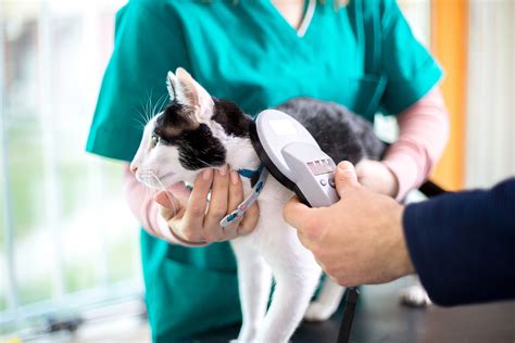 microchipping cats vet